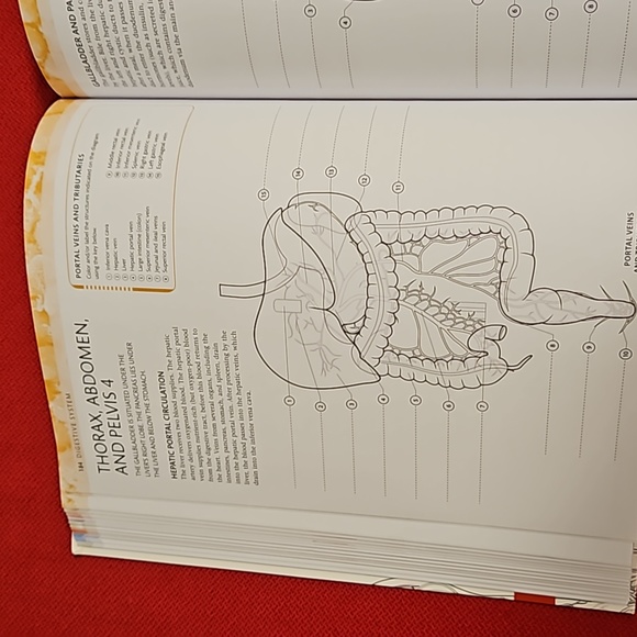 The Human Body Coloring Book the ultimate anatomy study guide 2011 DK reference - Picture 8 of 16